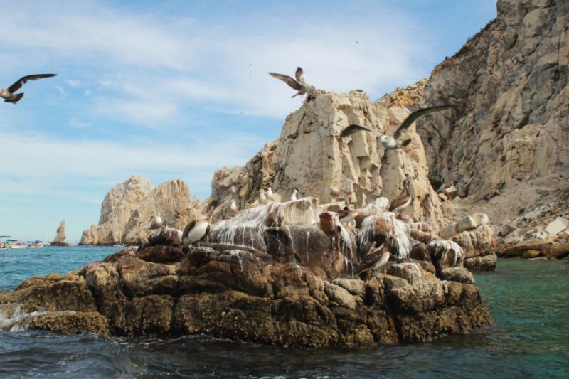 From Cabo San Lucas: Lovers Beach and El Arco Boat Trip - Customer Feedback