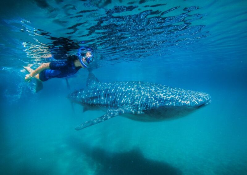 From Cabo: Snorkel With Whale Sharks in La Paz - Transportation and Inclusions
