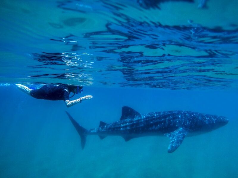 From Cabo: Snorkel With Whale Sharks in La Paz - Whale Shark Sightings