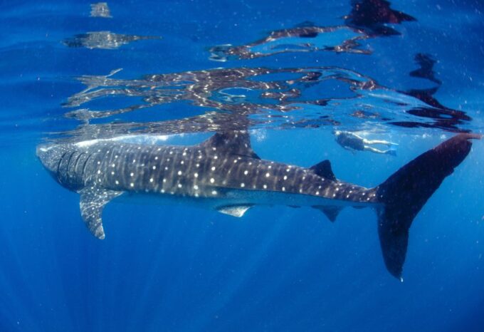 From Cabo: Snorkel With Whale Sharks in La Paz - Itinerary Changes