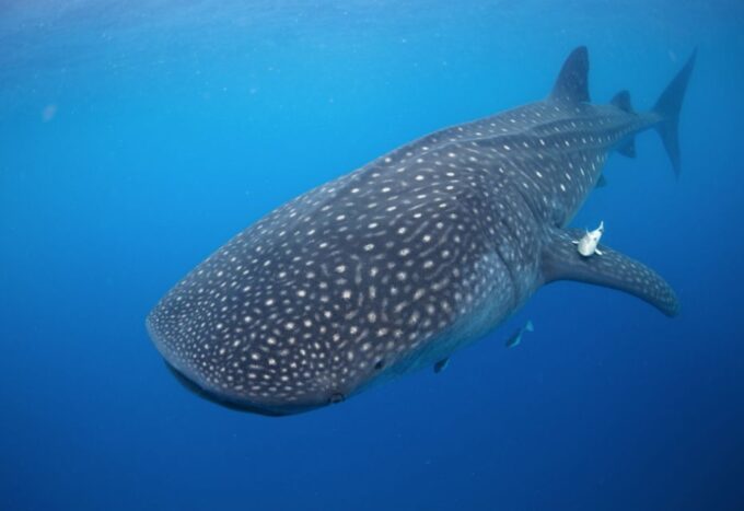 From Cabo: Snorkel With Whale Sharks in La Paz - Frequently Asked Questions