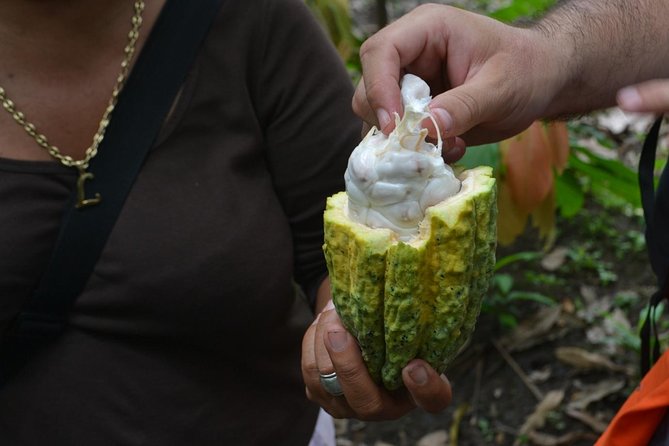 From Cacao to Chocolate: Private Tour in Manta - Visiting Orange, Lemon, and Coconut Plantations