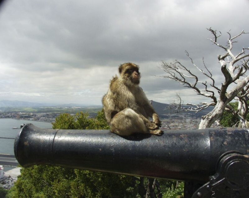 From Cadiz: Gibraltar Private Full-Day Trip - Encounter the Barbary Apes