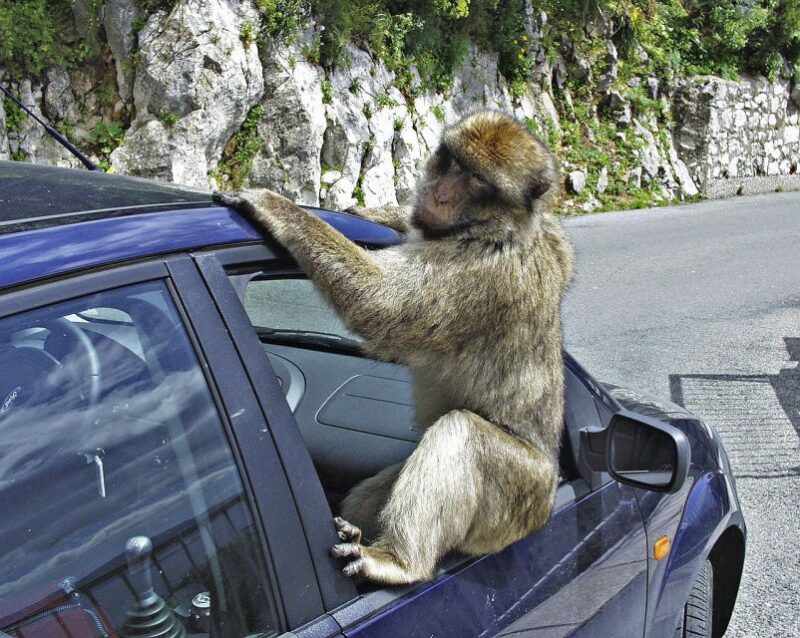 From Cadiz: Gibraltar Private Full-Day Trip - Skip-the-Line Ticket Inclusion