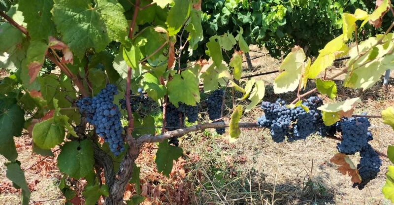 From Cagliari: Wine Cellar Tour With Tastings - Experience Highlights