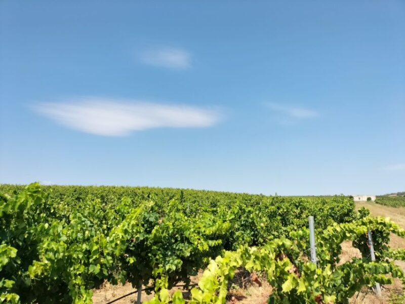 From Cagliari: Wine Cellar Tour With Tastings - Customer Reviews