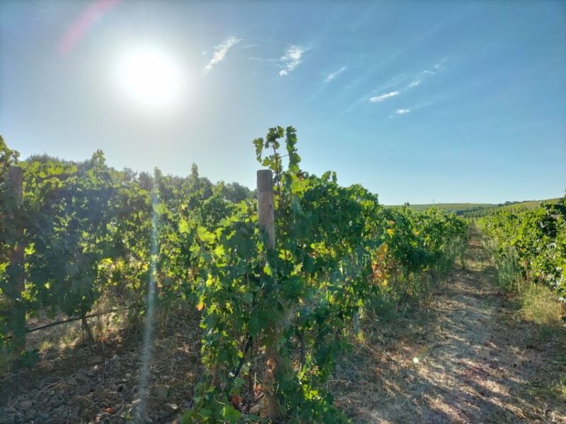 From Cagliari: Wine Cellar Tour With Tastings - Winemaking Process