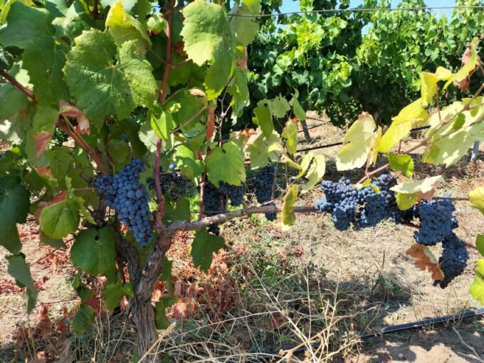 From Cagliari: Wine Cellar Tour With Tastings - Grape to Wine Journey