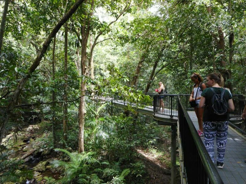 From Cairns: 2-Day Waterfall and Daintree Tour - An Overview of the Waterfall and Daintree Experience