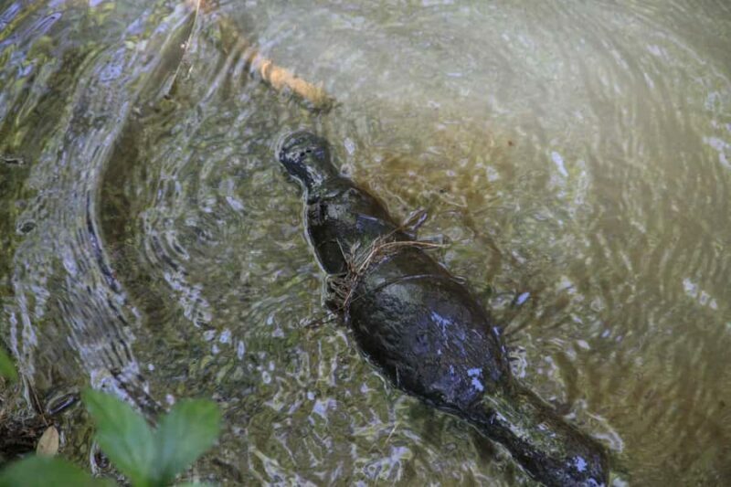 From Cairns: 2-Day Waterfall and Daintree Tour - Practicalities and Considerations