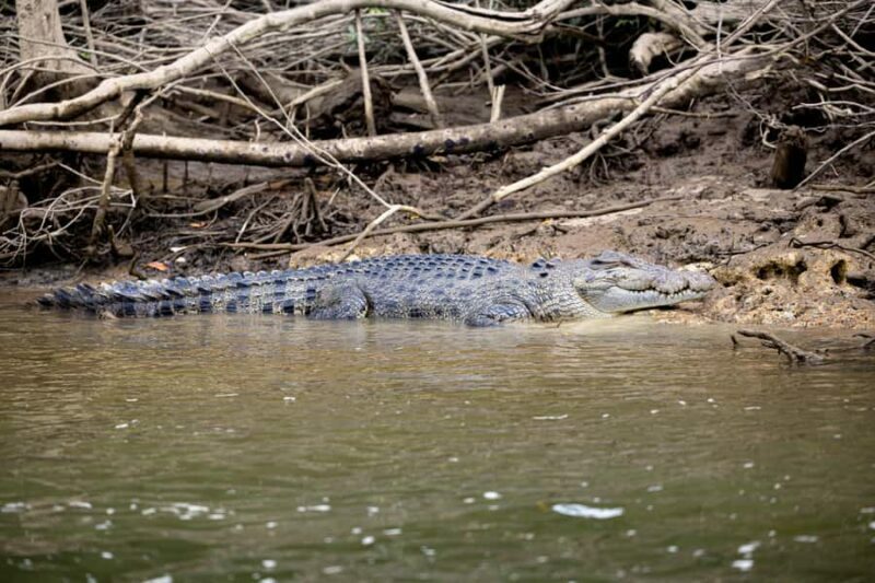 From Cairns: 2-Day Waterfall and Daintree Tour - Authentic Experiences and Reviews