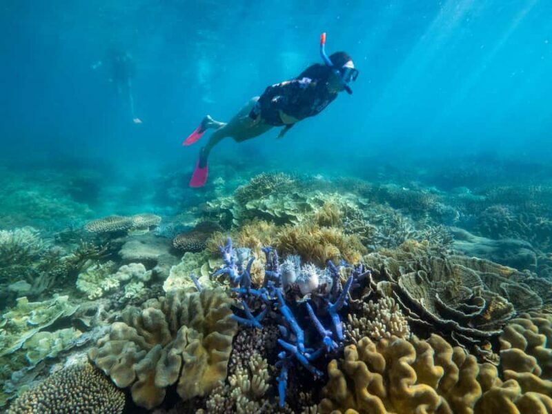 From Cairns: 2 Islands 1 day - Fitzroy & Green Islands - The Guided Tours and Snorkeling Options