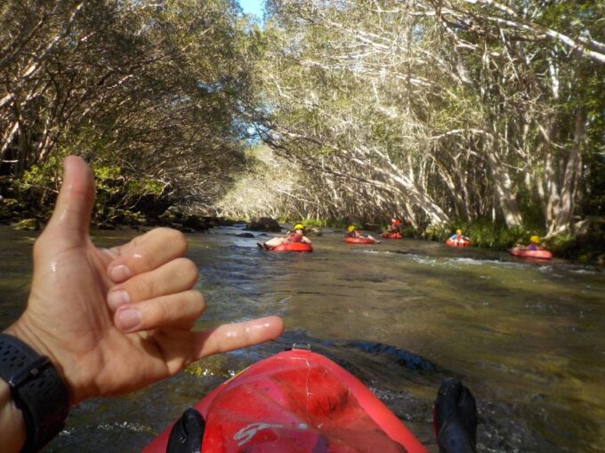 From Cairns and Northern Beaches: Rainforest River Tubing - Rainforest Scenery