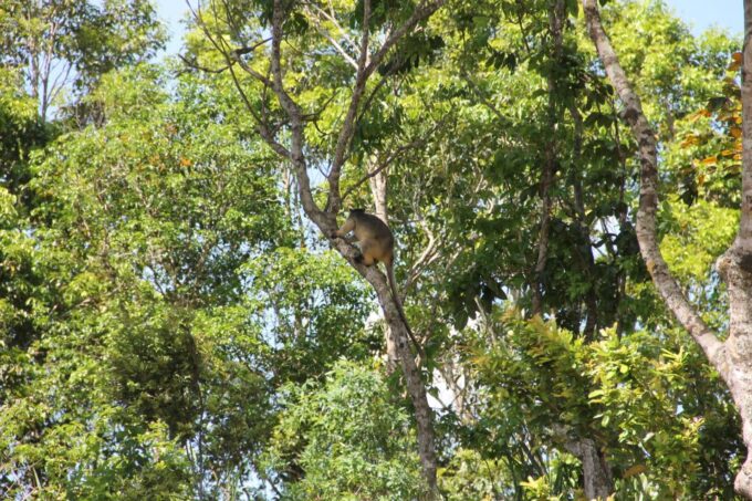 From Cairns: Atherton Tableland Wilderness Tour With Lunch - Exploring Millaa Millaa Falls