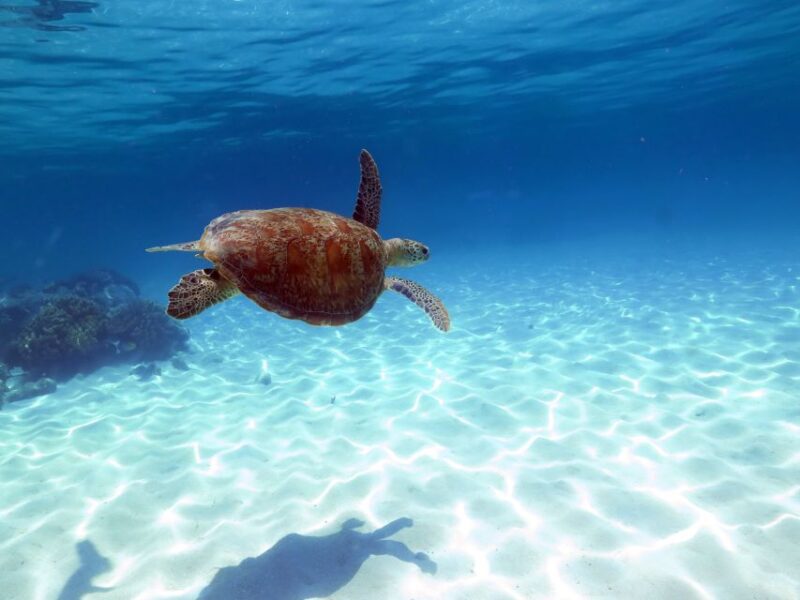 From Cairns: Cruise to Michaelmas Cay With Water Activities - Spend 4 Hours at Michaelmas Cay