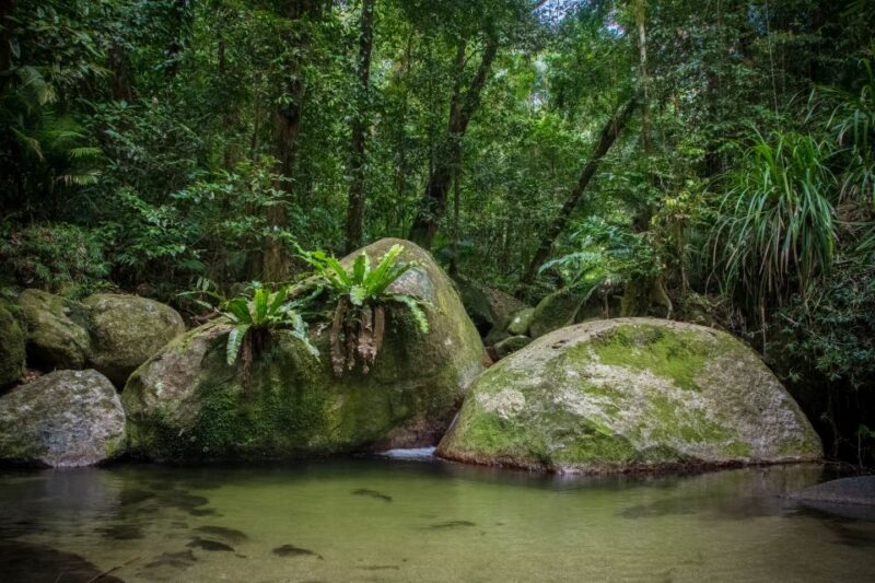 From Cairns: Daintree National Park Private Tour - Inclusions for the Tour