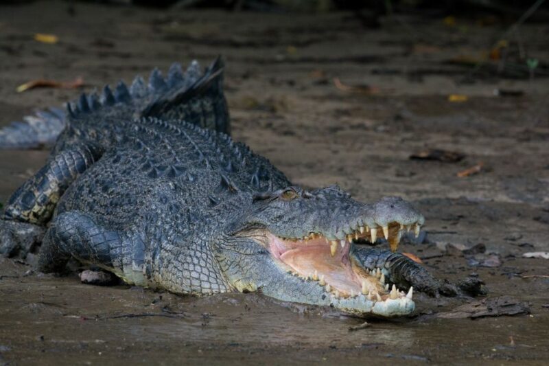 From Cairns: Daintree National Park Private Tour - Cancellation Policy