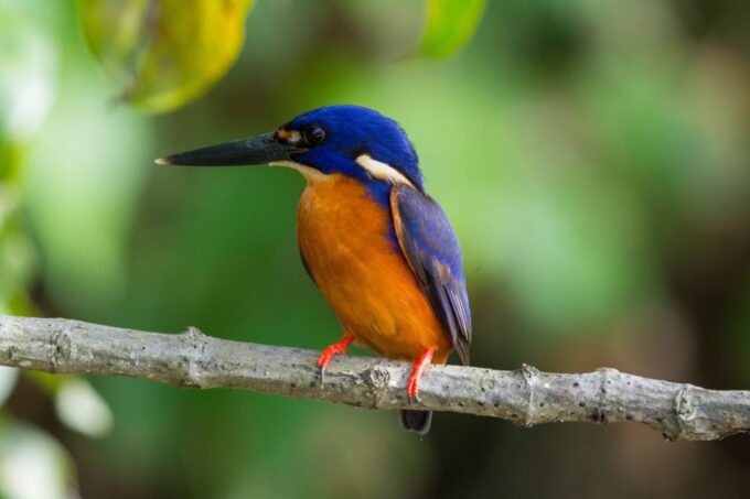 From Cairns: Daintree National Park Private Tour - Daintree River Wildlife Cruise