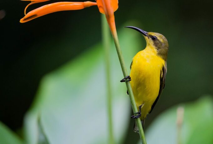 From Cairns: Daintree National Park Private Tour - Rainforest Walk at Mossman Gorge