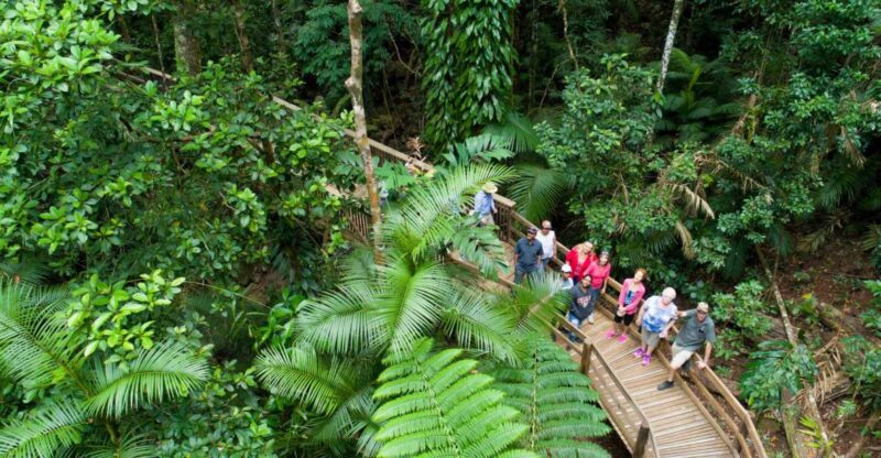 From Cairns: Daintree Rainforest & Cape Tribulation 4WD Tour - Daintree River Cruise