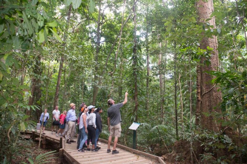 From Cairns: Daintree Rainforest & Cape Tribulation 4WD Tour - Refreshing Swim in Daintree