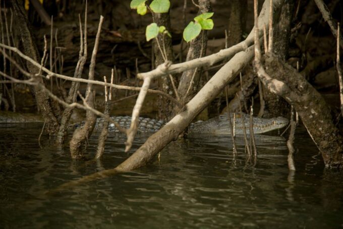 From Cairns: Daintree Rainforest & Cape Tribulation 4WD Tour - Important Tour Information