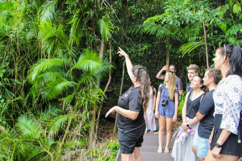 From Cairns: Daintree Wilderness & Cape Tribulation Bus Tour - Key Points