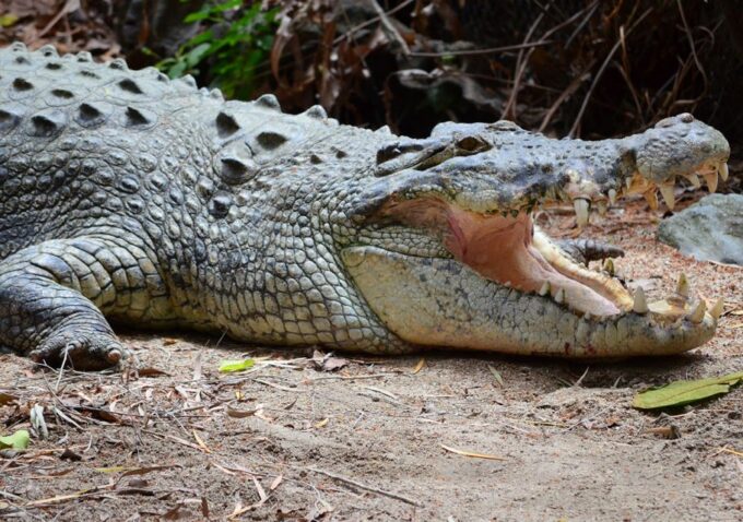 From Cairns: Daintree Wilderness & Cape Tribulation Bus Tour - Exploring the Rainforest
