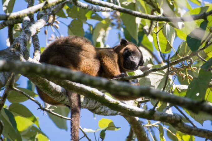 From Cairns: Full-Day Birdwatching Excursion - Group Size and Pickup
