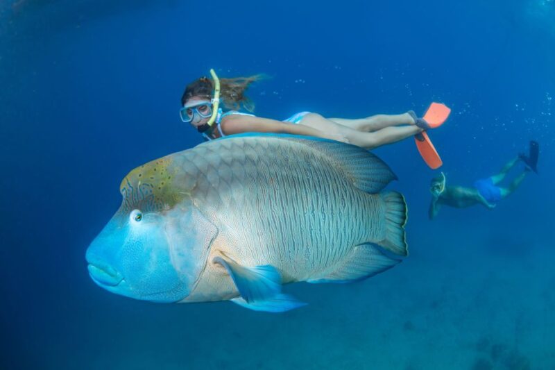 From Cairns: Great Barrier Reef Cruise and Activity Platform - Comfort of Air-Conditioned Semi-Submarine