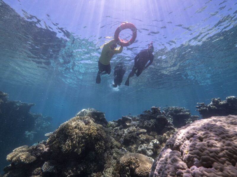 From Cairns: Great Barrier Reef Cruise by Premium Catamaran - Inclusions and Amenities