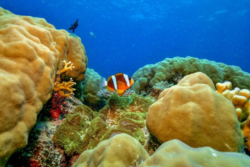 From Cairns: Great Barrier Reef Snorkeling Trip With Lunch - Preparation