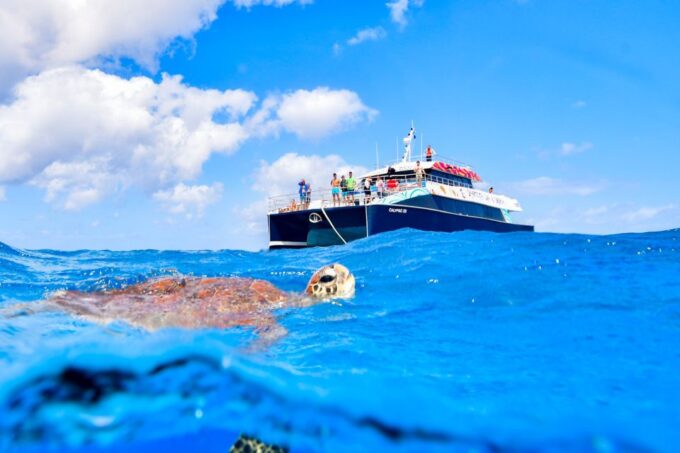 From Cairns: Great Barrier Reef Snorkeling Trip With Lunch - Activity Schedule