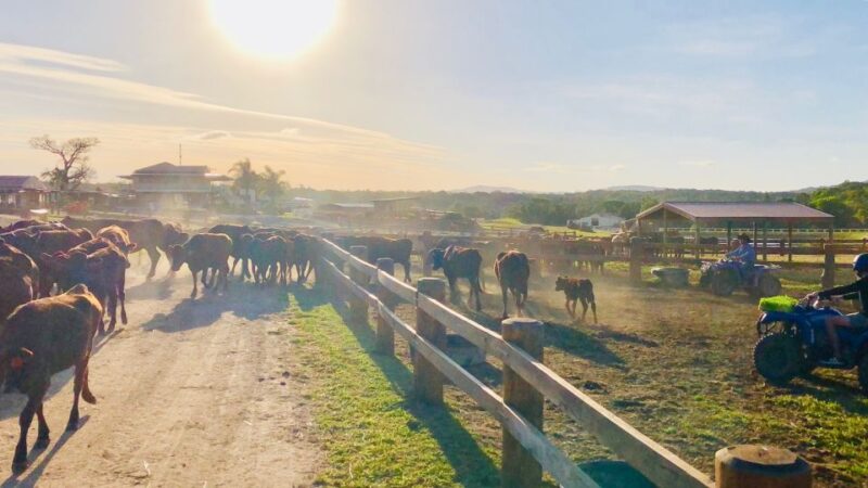 From Cairns: Kuranda Day Trip With Petting Zoo and Quad Ride - ATV Quad Bike Ride