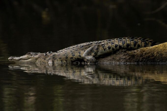 From Cairns: Mossman Gorge Tour & Daintree Rainforest Cruise - Tour Duration and Pricing
