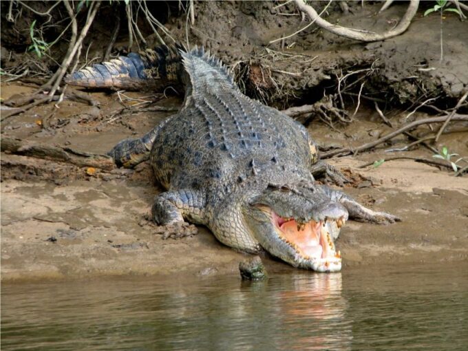 From Cairns: Mossman Gorge Tour & Daintree Rainforest Cruise - Pickup and Drop-off Convenience