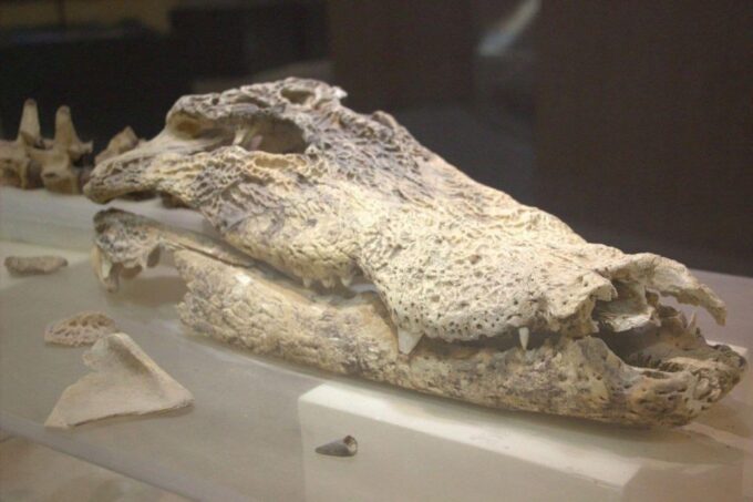 From Cairo: Wadi El-Rayan & Waterfalls & Magic Lake - Inclusions and Restrictions