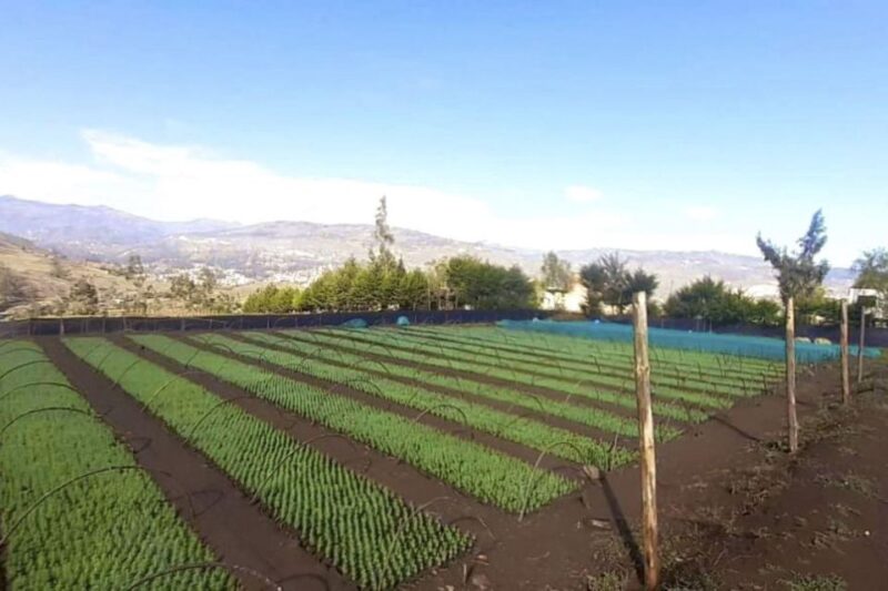 From Cajamarca: Llushcapampa Extreme - Key Points