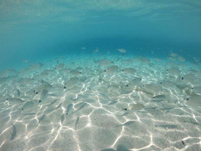 From Cala Gonone: Gulf of Orosei Speedboat Trip and Aperitif - Inclusions and Fees