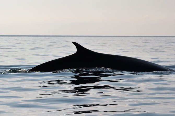 From Cala Gonone: Naturalistic Excursion on a RIB - Logistics and Accessibility