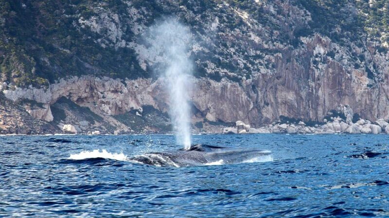 From Cala Gonone: Naturalistic Excursion on a RIB - Experience Highlights
