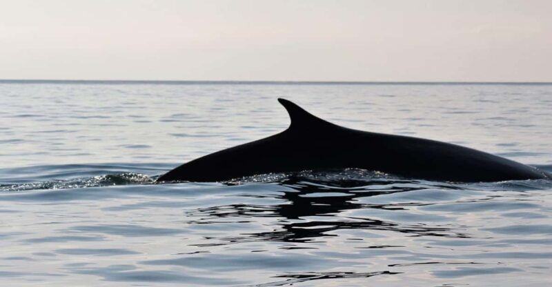 From Cala Gonone: Naturalistic Excursion on a RIB - Customer Feedback