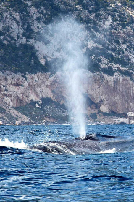 From Cala Gonone: Naturalistic Excursion on a RIB - Responsible Conduct Towards Nature