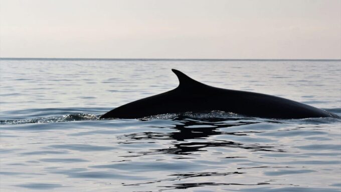 From Cala Gonone: Naturalistic Excursion on a RIB - Frequently Asked Questions