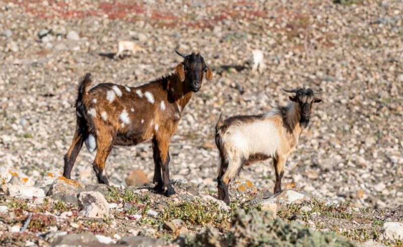From Caleta De Fuste: Explore Rural Fuerteventura Tour - Itinerary Highlights