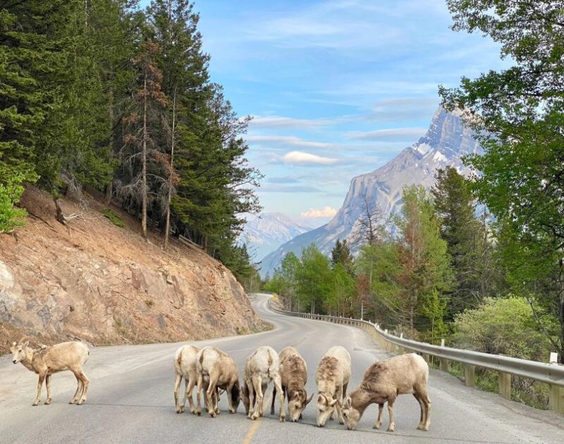From Calgary: Banff National Park Premium Day Tour - Experience and Features