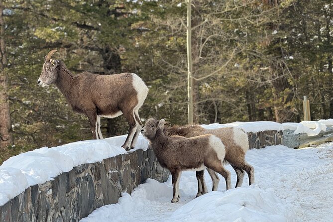 From Calgary: Explore Moraine Lake, Lake Louise, Banff - Pricing
