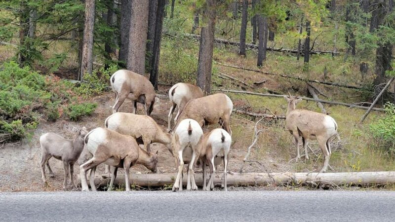 From Calgary to Banff: Day Trip with Wolfdog Sanctuary Visit - Exploring Banff’s Major Sights
