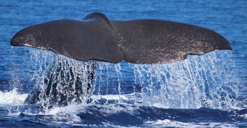 From Calheta: Whale and Dolphin Watching RIB Boat Tour - Location and Duration