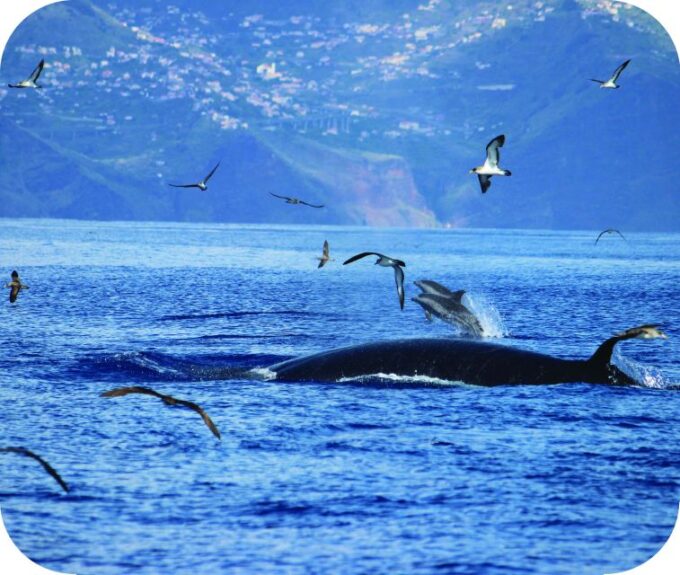From Calheta: Whale and Dolphin Watching RIB Boat Tour - Preparation and Meeting Point